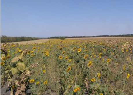 Свежие новости: В Вознесенском районе через суд требуют освободить самовольно занятый земельный участок