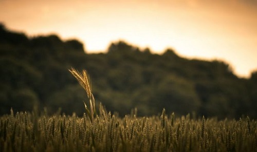 Свежие новости: Частным лабораториям разрешили проводить фитосанитарную экспертизу