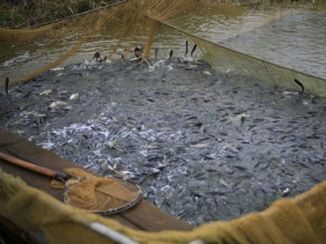 Свежие новости: У Миколаївській області за рік у водойми випустили понад 2 млн рибних особин