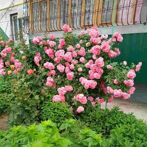 Свежие новости: Конкурс на лучший цветник в рамках эко-проекта 