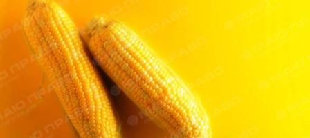 Фото новости: Monsanto и Эридон в 2018 году достроят семенной завод Свежие новости: Monsanto и Эридон в 2018 году достроят семенной завод