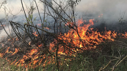 Свежие новости: ВИДЕО: В Киеве горел Труханов остров