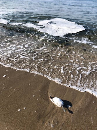 Свежие новости: Свидетели сообщают о возможной экологической катастрофе в Очакове