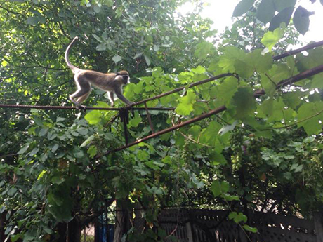 Свежие новости: Под Одессой 9 обезьян сбежали из зоопарка и уже неделю грабят сады у дачников