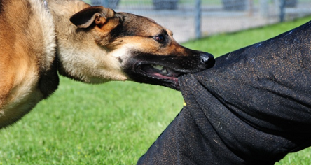 Свежие новости: Що потрібно знати про СКАЗ