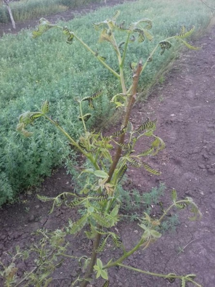 Свежие новости: На Первомайщине селяне боролись с сорняками и отравили людей