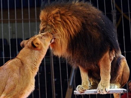 Свежие новости: В государственных цирках Украины до сих пор находится более 300 животных