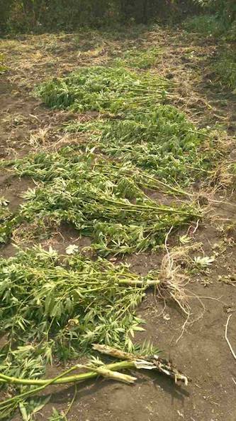 Свежие новости: Жители Веселиновского района Николаева выращивали коноплю для рыбалки и кормления попугаев