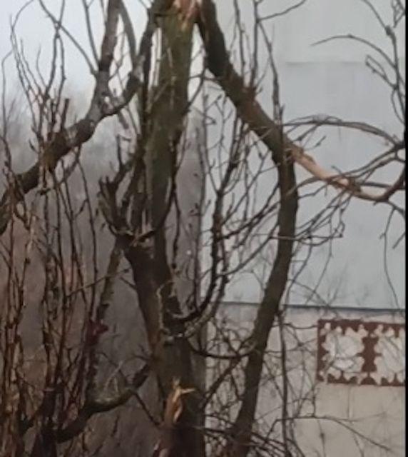 Свежие новости: В Николаеве уже больше недели обломанные ветки деревьев висят на проводах