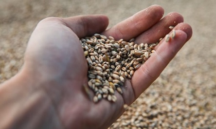 Свежие новости: Аграрії Миколаївщини отримали рекордний врожай зернових