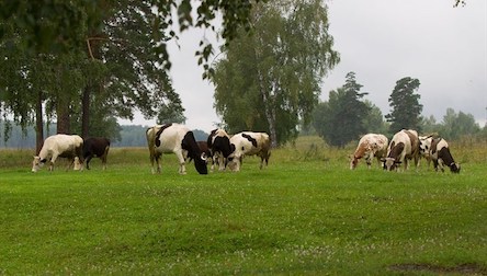 Свежие новости: В Вознесенском районе государству вернули 20 гектар пастбищ