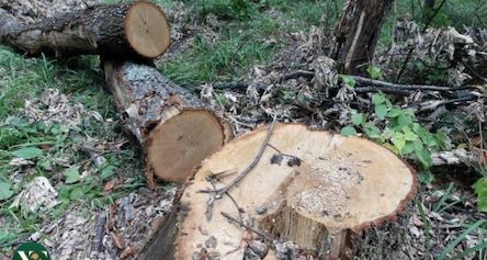 Свежие новости: У садового общества «Оптимист» в Новоодесском районе выявлено повреждение зеленых насаждений