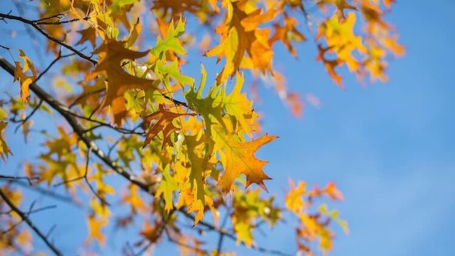 Свежие новости: В Украину идут первые заморозки - синоптики