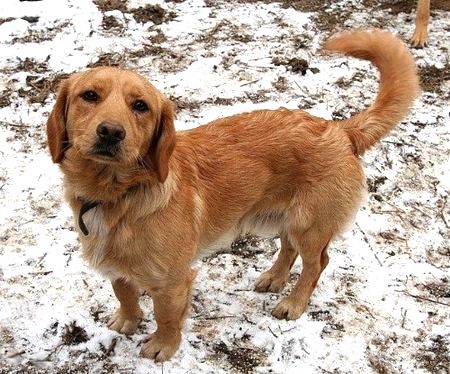 Свежие новости: В Николаеве проведут перепись дворняг