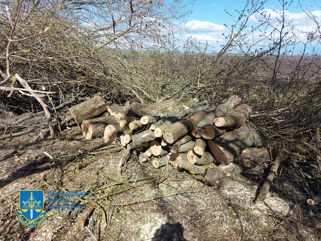 Свежие новости: Незаконна порубка дерев на понад 1 млн грн - підозрюється група осіб