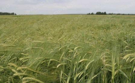 Свежие новости: Снигиревскому «бизнесмену» с криминальным прошлым сообщили о подозрении в захвате 64 га земли