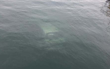 Свежие новости: В Одесской области у моста утонуло авто с двумя людьми