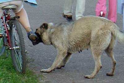 Свежие новости: В Николаеве на 10-летнего мальчика напали собаки: ребенок врезался на велосипеде в автомобиль