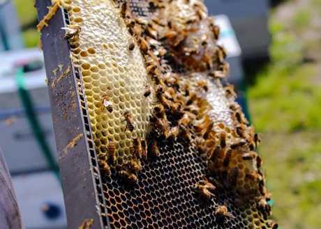 Свежие новости: Украина - лидер по производству меда в Европе и пятая в мире