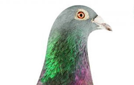 Свежие новости: На аукционе в Бельгии продали голубя за €1,25 млн