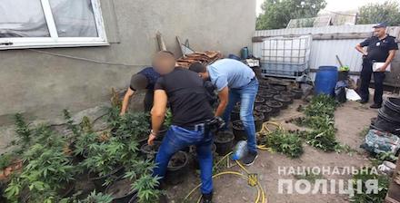 Свежие новости: На Николаевщине полицейские нашли горшки с коноплей