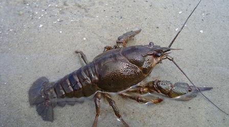 Свежие новости: После 20 сентября в николаевский водах для раков наступят непростые времена