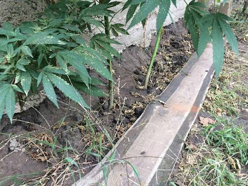 Свежие новости: В Николаеве 61-летний пенсионер хранил дома наркотики и гранаты в коробке из-под обуви