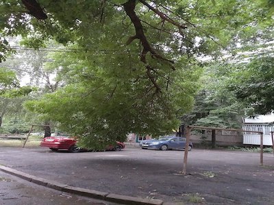 Фото новости: В Николаеве огромная ветка дерева повисла на проводах Свежие новости: В Николаеве огромная ветка дерева повисла на проводах