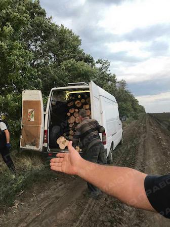 Свежие новости: Пойманы преступники, вырубавшие лесополосы на Вознесенщине