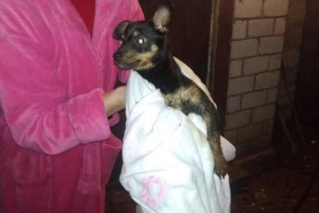 Свежие новости: На Николаевщине спасатели достали из уличного туалета щенка