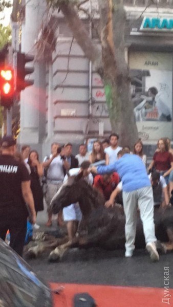 Свежие новости: Хозяину упавшей в центре Одессы лошади грозит реальный тюремный срок за жестокое обращение с животными