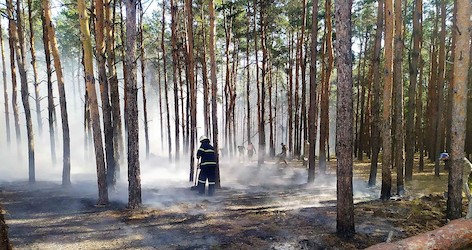 Свежие новости: В Новоодесском районе горел лес: вероятная причина — поджог