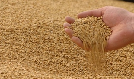 Свежие новости: В Одесской области начнут переваливать зерно