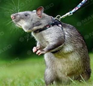 Фото новости: ВИДЕО: Из-за гор мусора во Львове появились крысы-гиганты Свежие новости: ВИДЕО: Из-за гор мусора во Львове появились крысы-гиганты