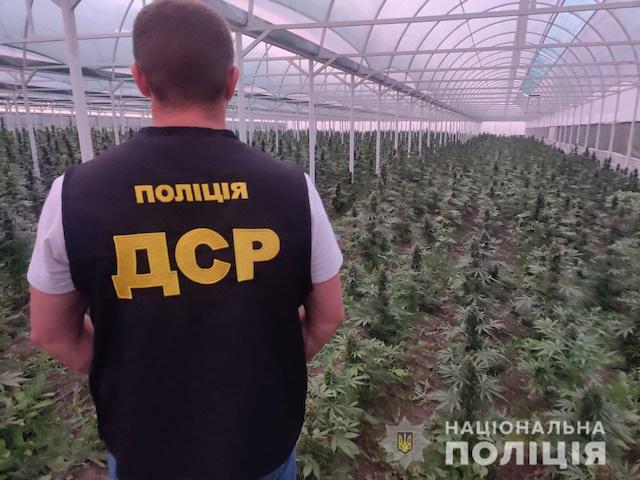 Свежие новости: В Кривом Роге обнаружили наркоплантации на 130 млн гривен