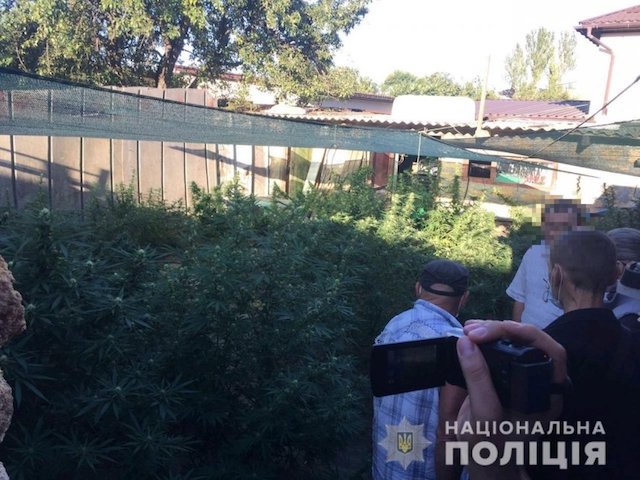 Свежие новости: В Николаеве у подозреваемого в краже обнаружили 28 кустов конопли