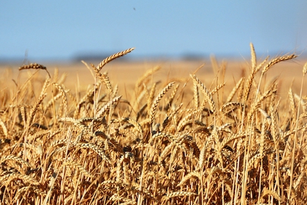 Свежие новости: На Миколаївщині  стартували жнива