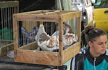 Свежие новости: В Первомайске состоится летняя ярмарка - выставка домашнего животноводства и породистых голубей