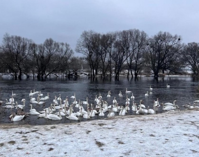 Свежие новости: Гибель зимующих лебедей: виноваты подкармливающие хлебом