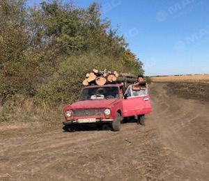Свежие новости: Заготівля дров шляхом знищення лісопосадок у Вознесенському районі продовжується