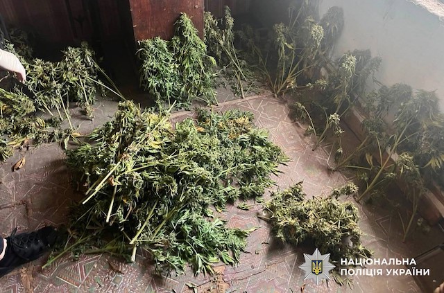 Свежие новости: Понад 10 кг канабісу та рослини конопель - у Миколаєві поліцейські затримали місцевого мешканця