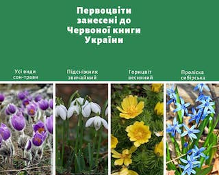 Свежие новости: До уваги жителів Южноукраїнська! Заборона щодо торгівлі ранньоквітучими рослинами