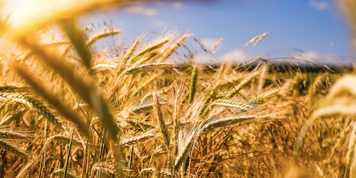 Свежие новости: Фермерские хозяйства Херсонщины остаются под прицелом мошенников