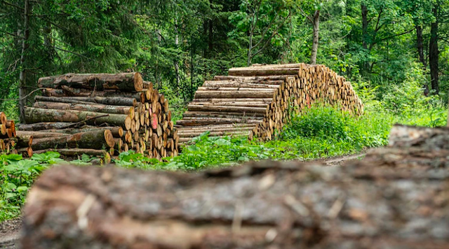 Свежие новости: Україна призупинила експорт дров і деревини