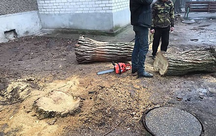 Свежие новости: В Николаеве во дворе жилого дома «лесорубы» без документов спилили живую акацию