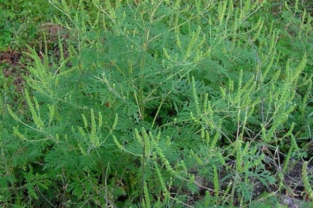 Свежие новости: В Николаеве сорняк, вызывающий аллергию, «захватил» детскую площадку