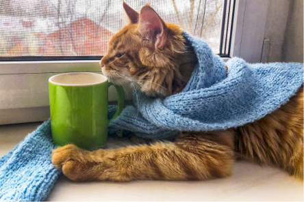 Свежие новости: В Ухане выявили коронавирус у 15% проверенных кошек