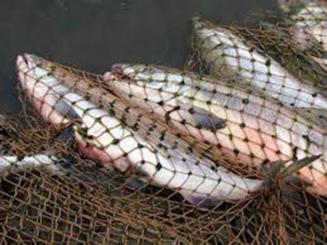 Свежие новости: Николаевщина попала в список областей, в которых Госрыбагентство зафиксировало наибольшее количество нарушений