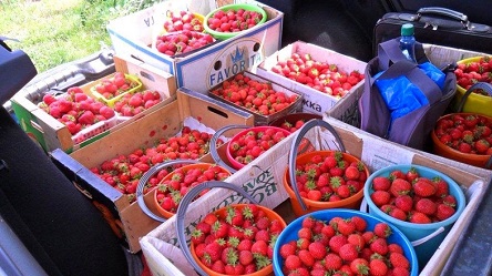 Свежие новости: В Польше жалуются, что без украинцев не смогут собрать урожай