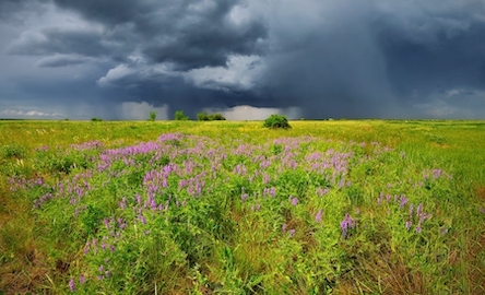 Свежие новости: Заповідний Єланецький степ розорали під соняшник